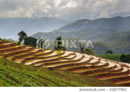 图库照片: green terraced rice field in pa pong pieng