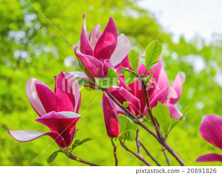 图库照片: purple magnolia flower on a branch background