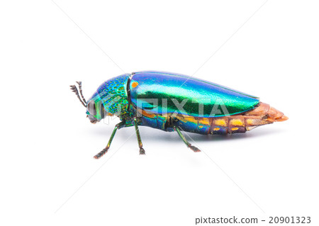 照片素材(图片): beautiful jewel beetle