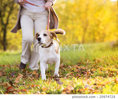 图库照片: dog walk