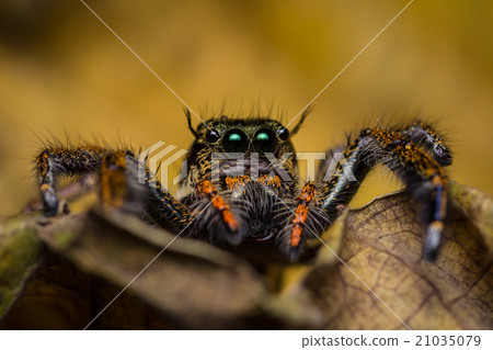 图库照片: macro of jumping spider.