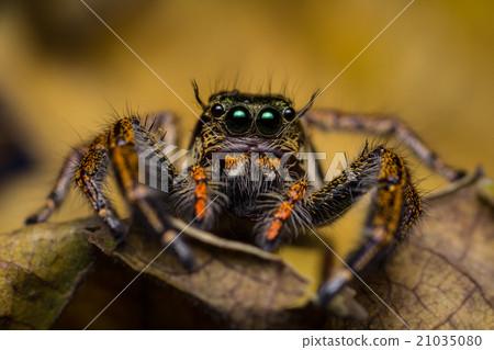 图库照片: macro of jumping spider.