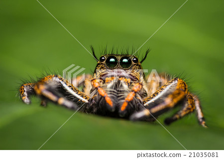 图库照片: macro of jumping spider.