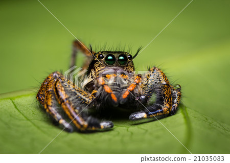 图库照片: macro of jumping spider.