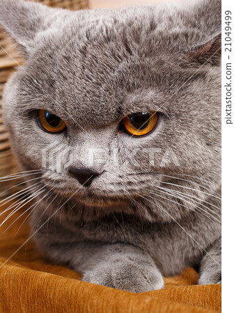 图库照片 portrait of british shorthair cat