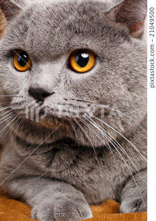 图库照片 portrait of british shorthair cat