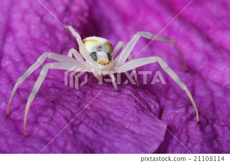 图库照片: crab spider macro