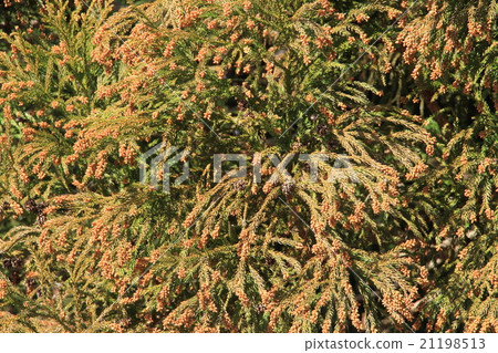 图库照片: 日本柳杉 杉木花粉 雄花