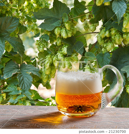 图库照片: hop cones with glass of beer in the hop field