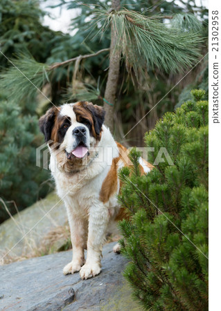 图库照片: portrait of a nice st. bernard dog