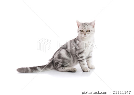 图库照片 cute american shorthair cat isolated