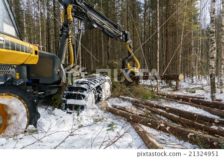 图库照片: image of logger cut down trees in winter forest