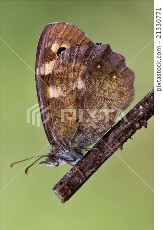 图库照片: brown grey orange butterfly