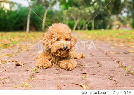 图库照片: tired brown poodle dog resting after exercise