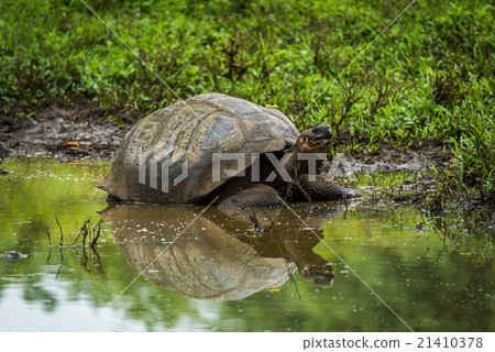 图库照片: galapagos giant tortoise reflected in shallow pond