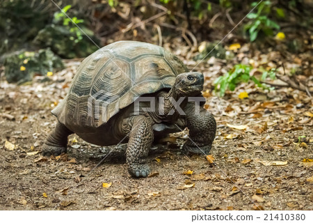 图库照片: galapagos giant tortoise walking along gravel path