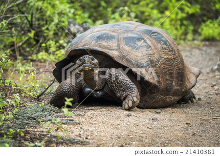 图库照片: galapagos giant tortoise walking down gravel path