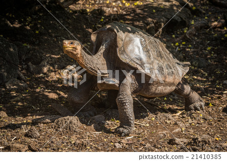 图库照片: galapagos giant tortoise with lifted head