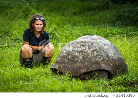 图库照片: woman staring intently at galapagos giant tortoise