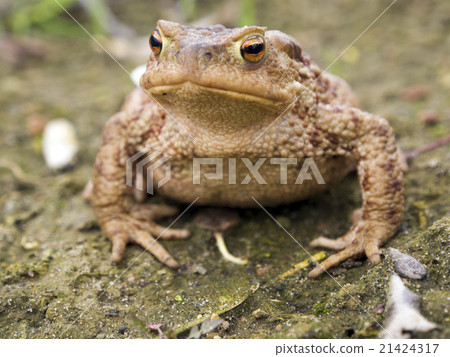 图库照片: toad