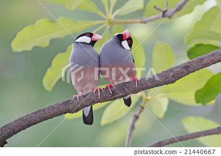 图库照片: java sparrow java finch birds of thailand