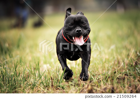 图库照片: english staffordshire bull terrier running