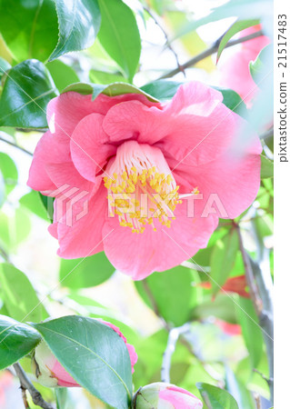 图库照片: 茶花