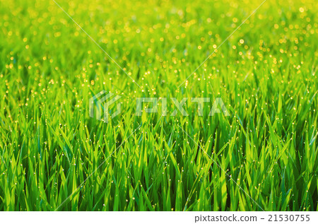 图库照片: green grass field background