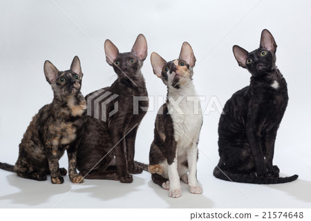 图库照片: four cats cornish rex