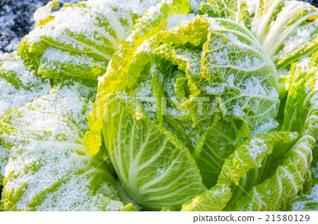 蔬菜_食品 叶_叶菜类 大白菜 照片 蔬菜 大白菜 雪 首页 照片 蔬菜图片