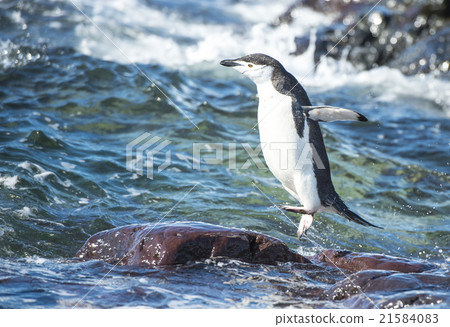 图库照片: chinstrap penguin in the water