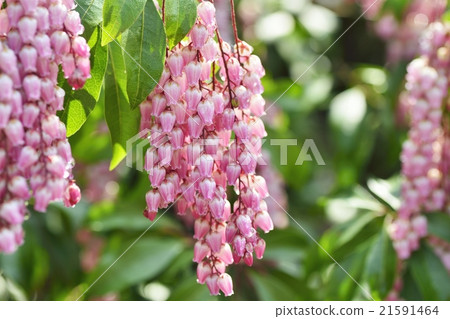 图库照片: 铃兰 马醉木 花朵