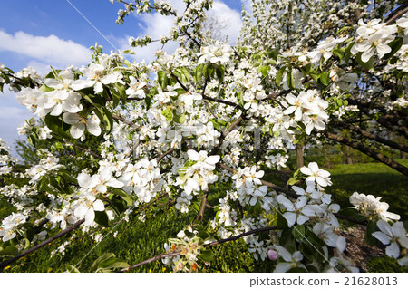 图库照片: cherry . spring season