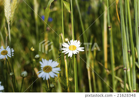 图库照片: daisy flowers . summer