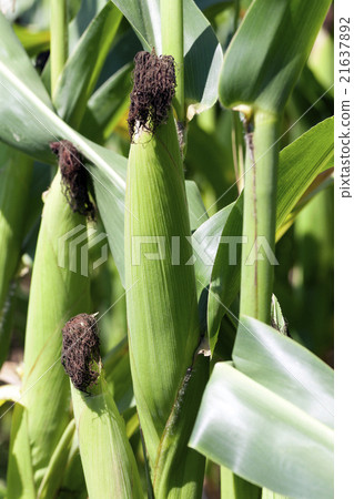 玉米 照片 ear of corn 首页 照片 蔬菜_食品 蔬菜 玉米 ear of corn