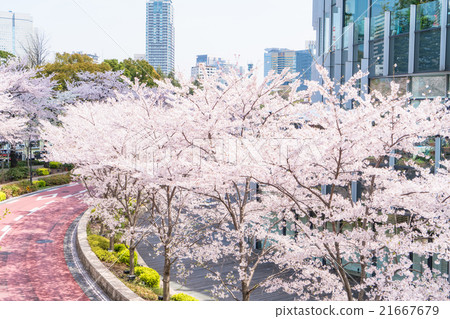 图库照片: 东京行樱花在东京中城