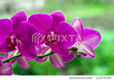 orchid,orchid22 图库照片: orchid flower with green i