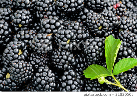 图库照片: ripe blackberries