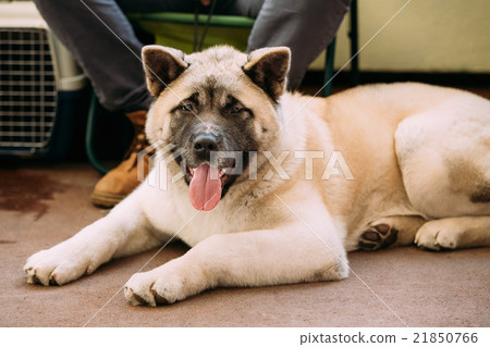 图库照片: funny cute american akita dog