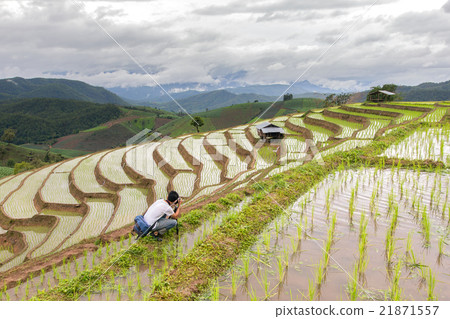 图库照片: asian man take a photo green terraced rice field