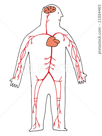 插图素材: 全身心脏和血管