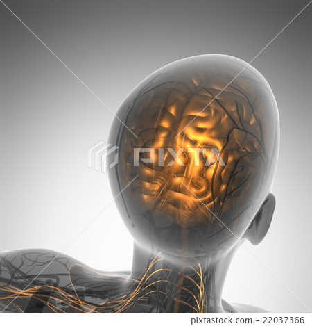 插图素材: science anatomy of human brain in x-ray