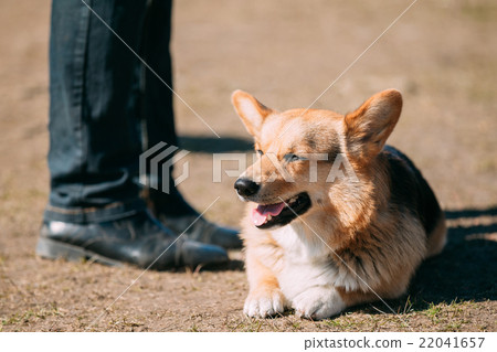 图库照片 funny smiling welsh corgi dog sit outdoor