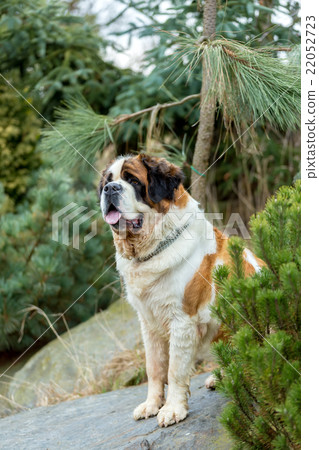 图库照片: portrait of a nice st. bernard dog