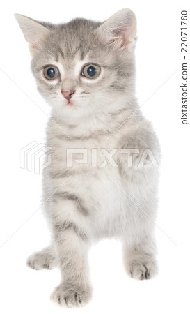 图库照片: british shorthair tabby kitten funny