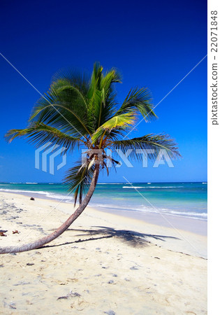 图库照片 perfect beach with coconut palm tree