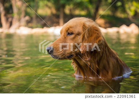 图库照片: golden retriever dog sitting in the river