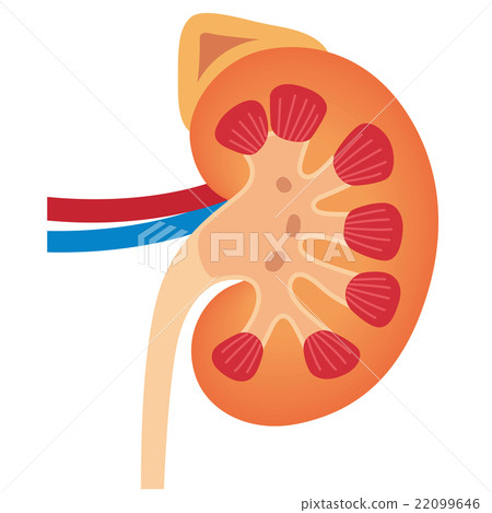 插图素材: 肾 断面图 剖面图