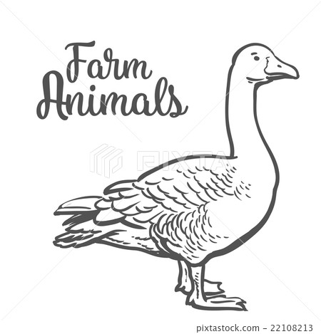 插图素材: isolated farm goose on a yellow background