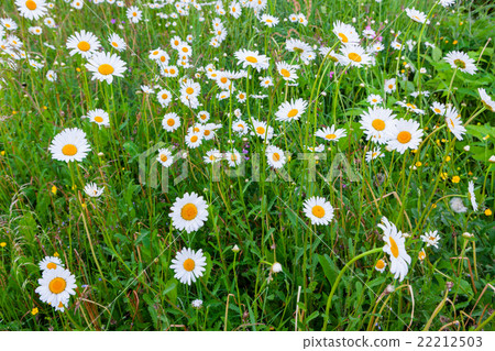 图库照片: daisy flowers in meadow